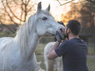 arabian-horse-5249583_1280