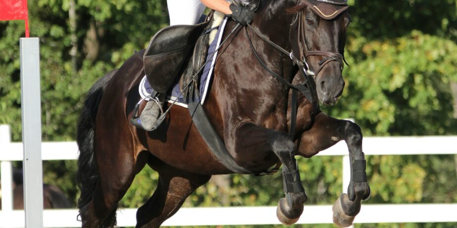 Looking for a show jumper around Cambridge