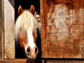 horse-2196654_1280