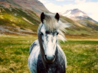 iceland-2420768_1280