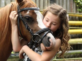 pony-2595144_1280